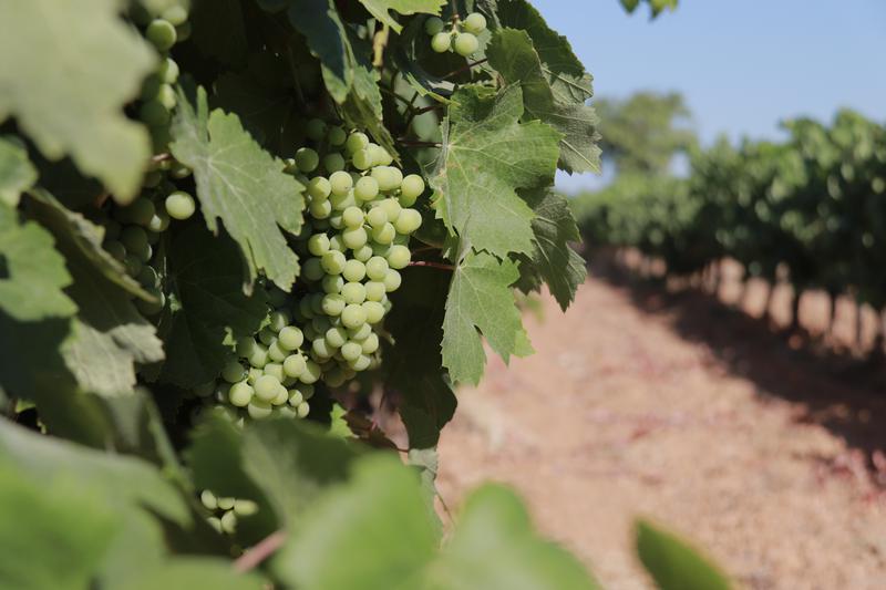 Raïm acabant de madurar a la vinya. - 