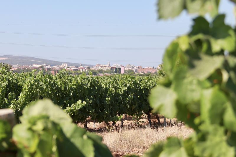 La calor i la falta de pluja provoquen la verema més primerenca de la història a la DO Penedès