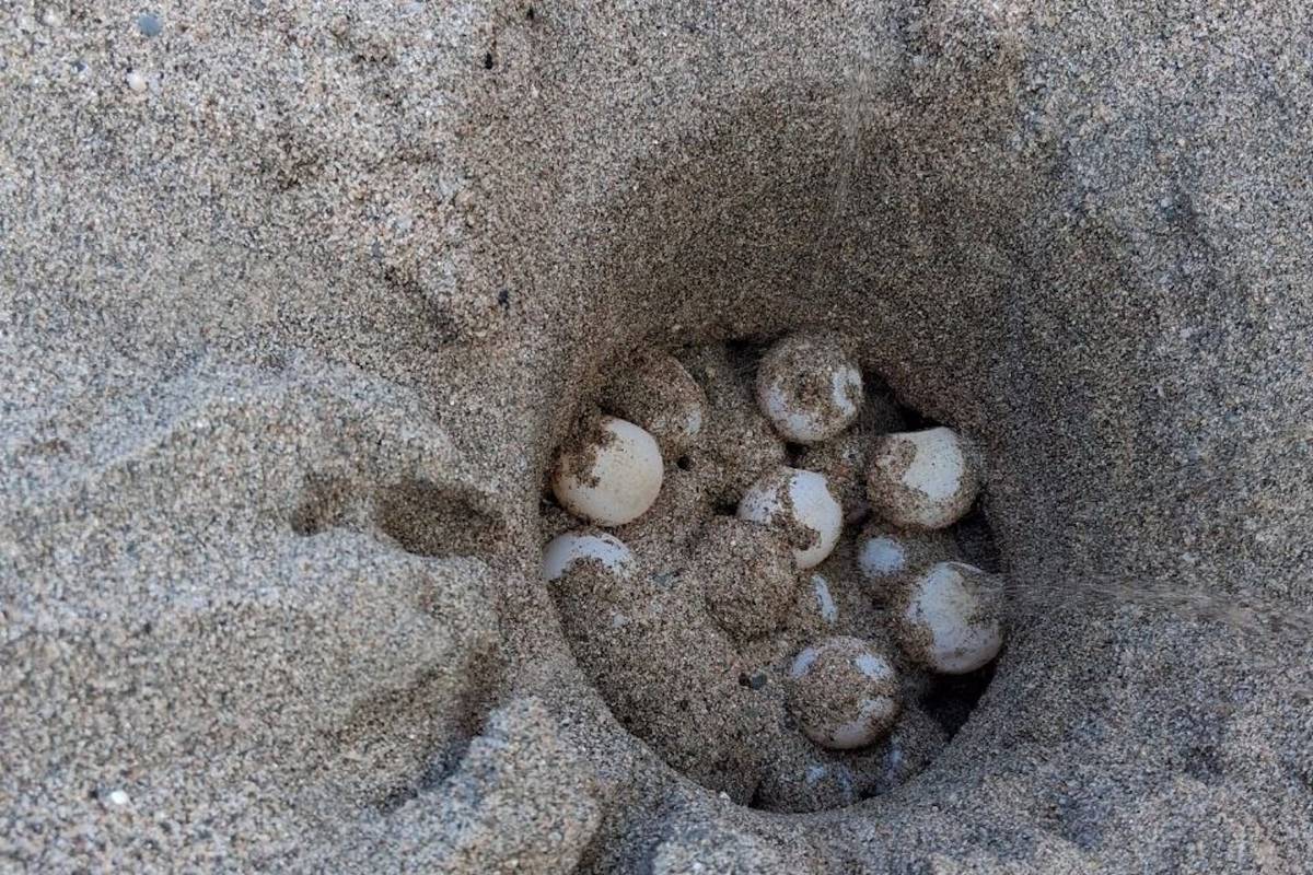 Detectat a l'Estartit el primer niu de tortuga careta de l'estiu