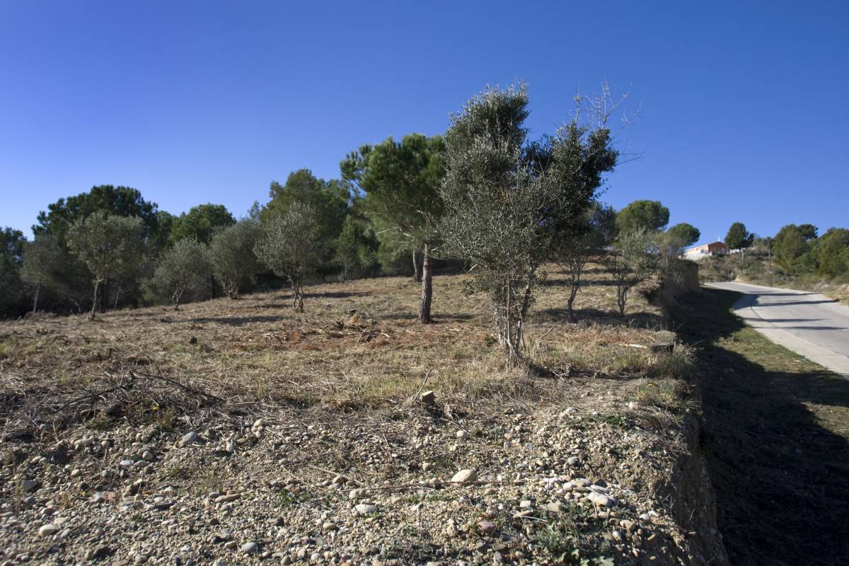 L'escut de Terrassa contra el foc: la nova franja de baixa combustibilitat que cobrirà la ciutat