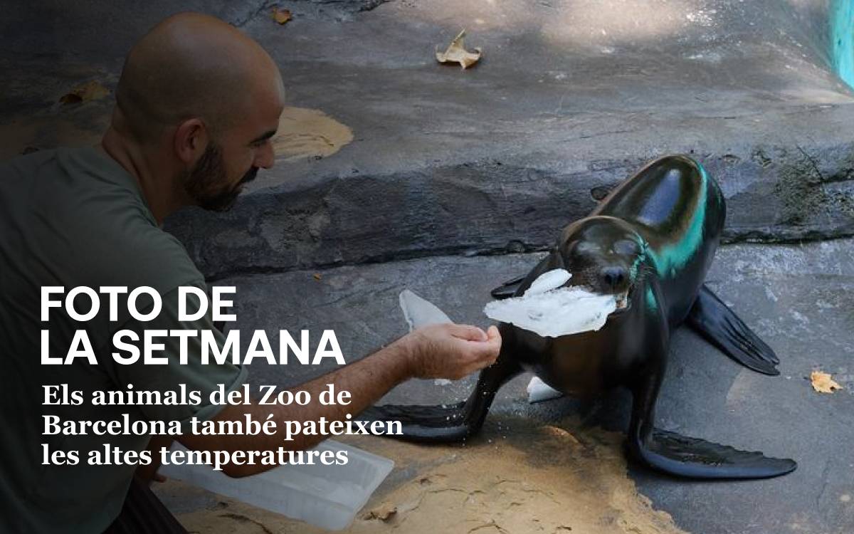 Foto de la setmana: els animals del Zoo de Barcelona també pateixen  les altes temperatures