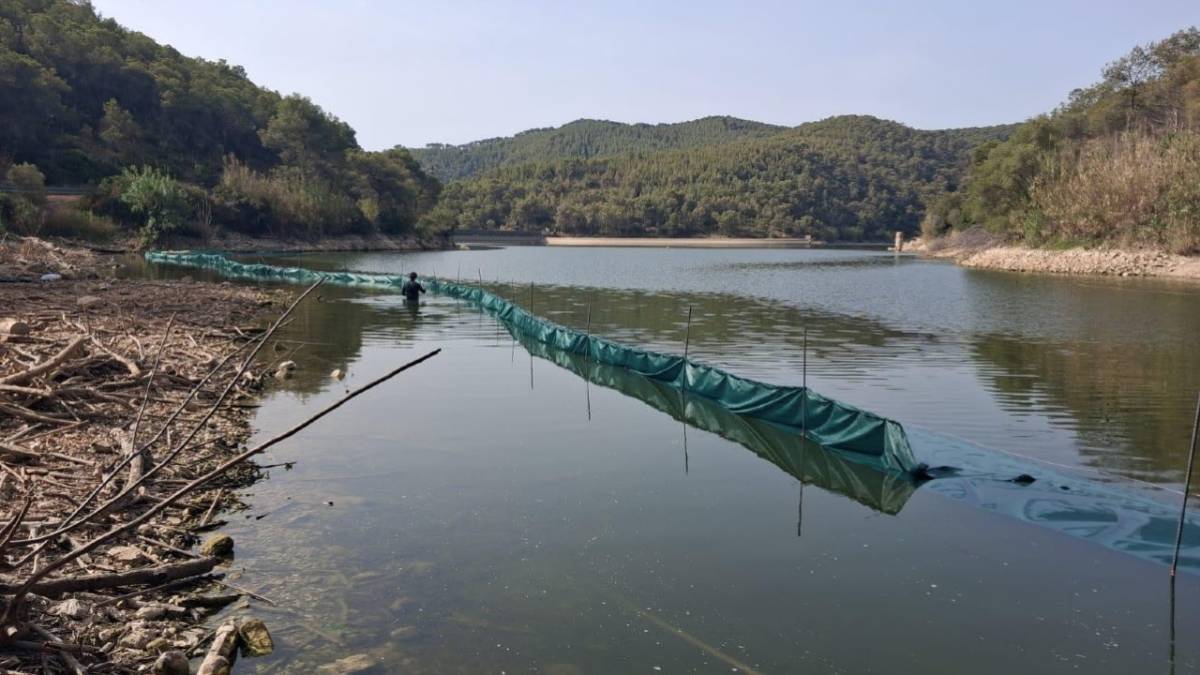 El cargol poma, l'espècie invasora que ha irromput al pantà de Foix