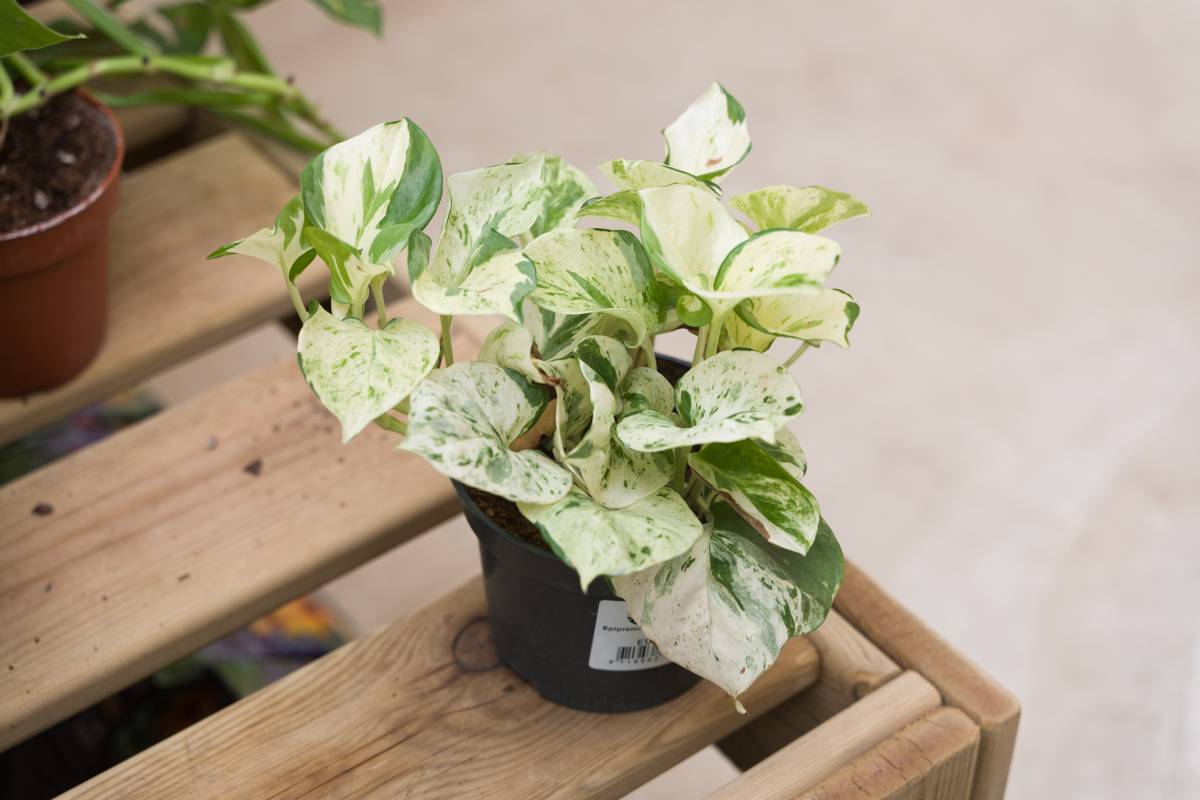 Plantes d`interior i exterior al garden - David Chao Plantes d`interior i exterior al garden
