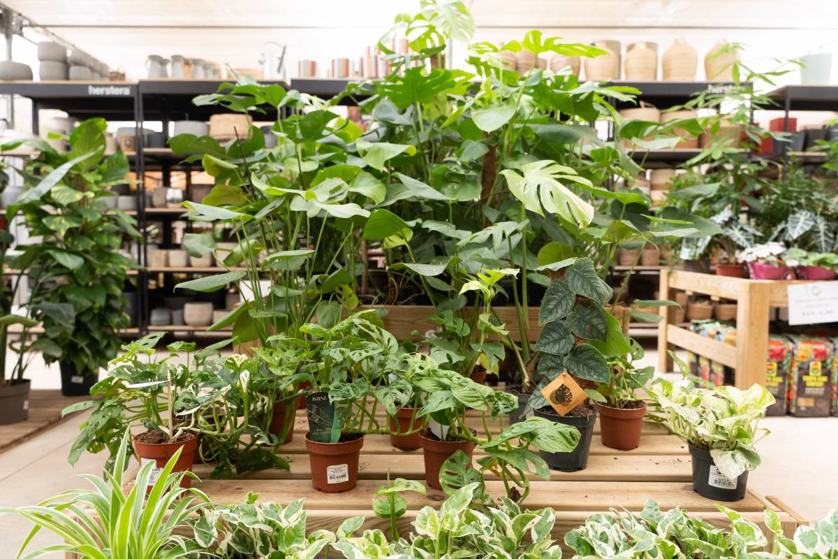 Plantes d`interior i exterior al garden - David Chao Plantes d`interior i exterior al garden