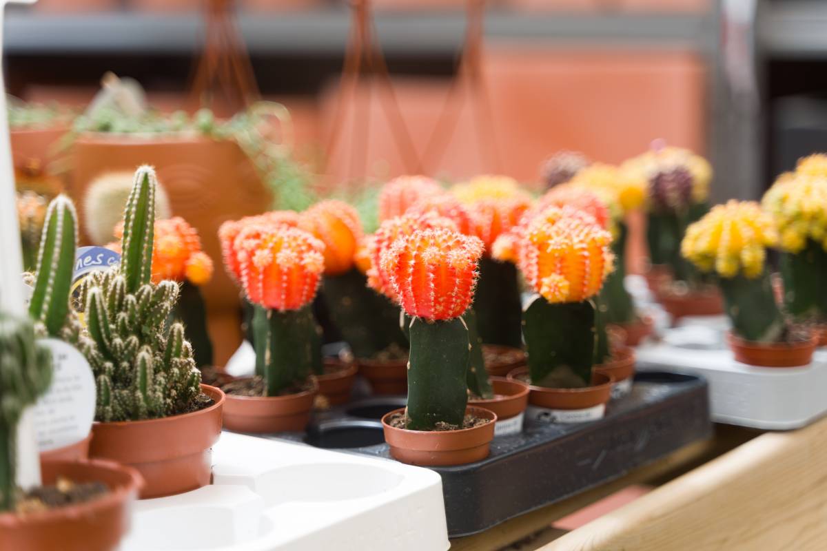 Plantes d`interior i exterior al garden - David Chao Plantes d`interior i exterior al garden