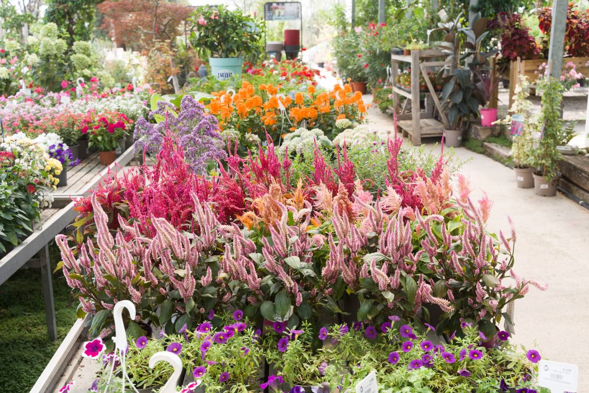 Plantes d`interior i exterior al garden - David Chao Plantes d`interior i exterior al garden
