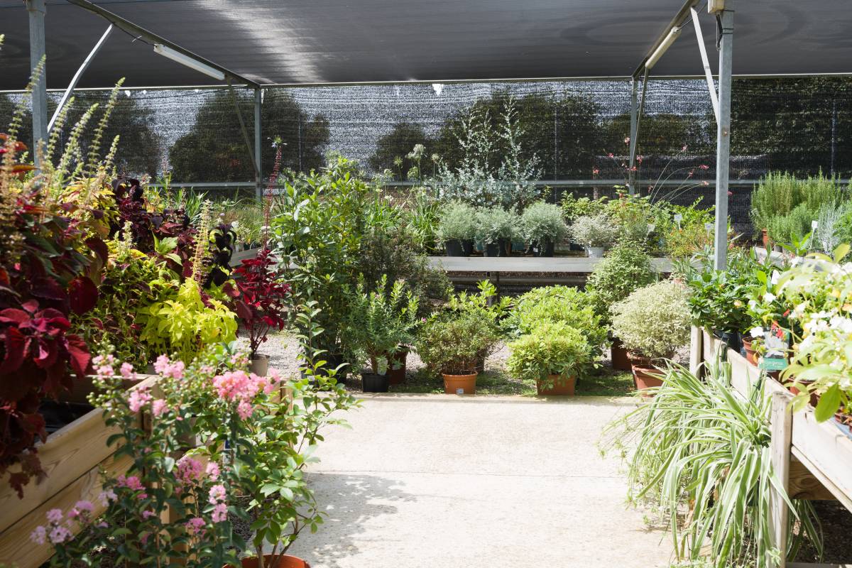 Plantes d`interior i exterior al garden - David Chao Plantes d`interior i exterior al garden