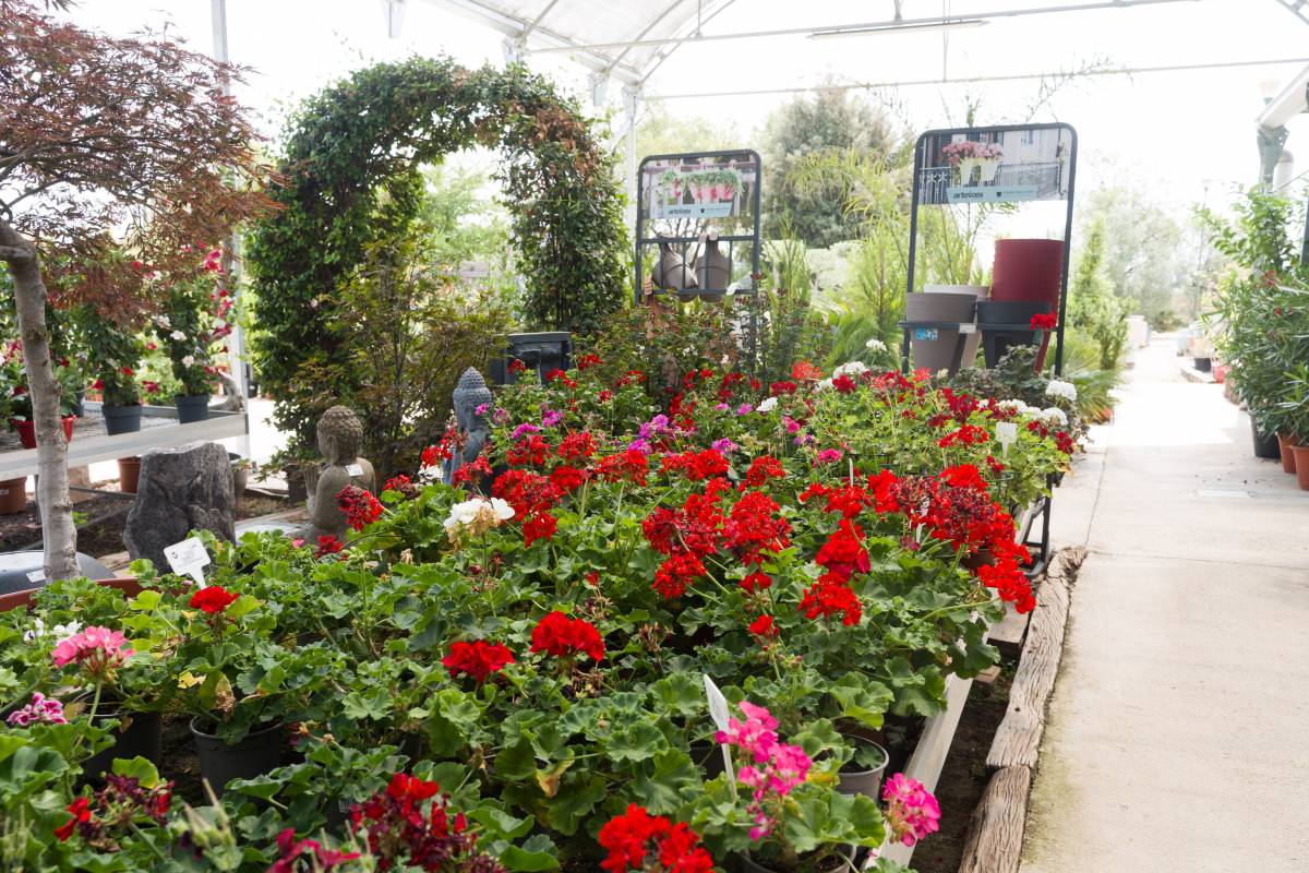 Plantes d`interior i exterior al garden - David Chao Plantes d`interior i exterior al garden