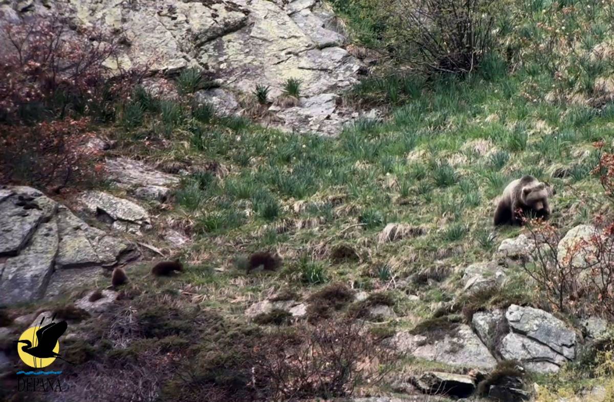Dues osses amb tres cries cadascuna, una imatge sense precedents al Pirineu