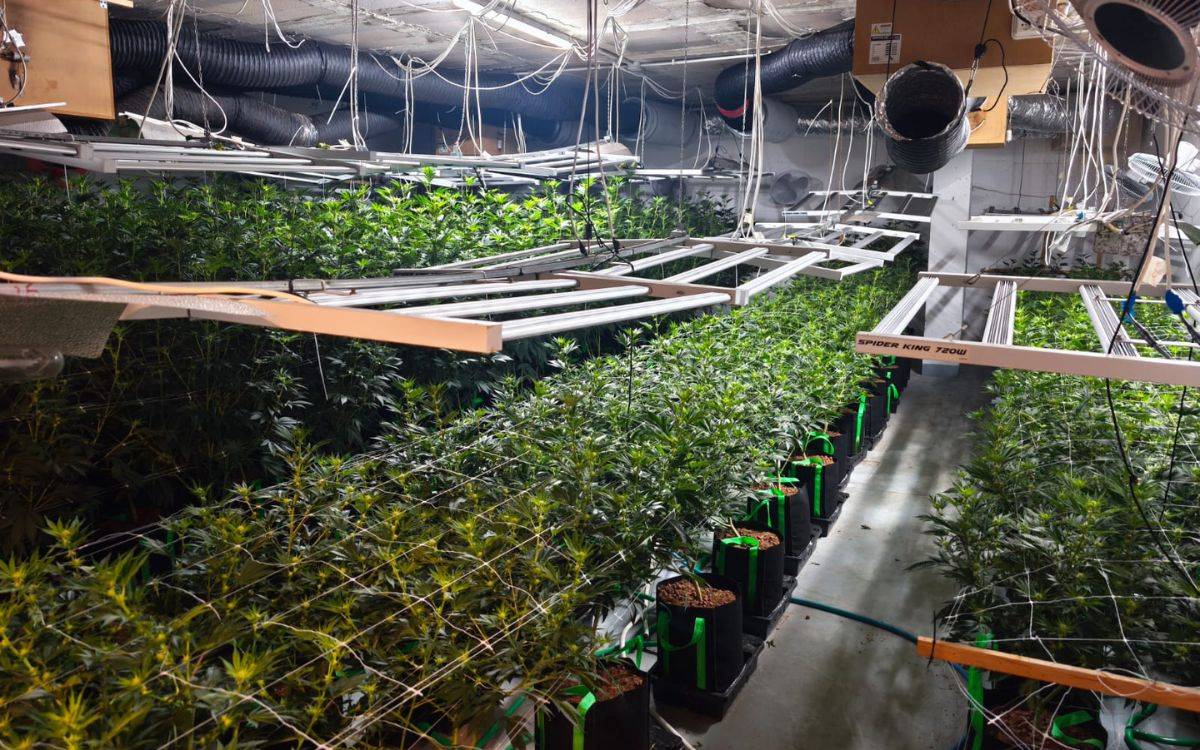 Desmantellen una plantació de marihuana en un xalet a Tarragona: hi ha un detingut