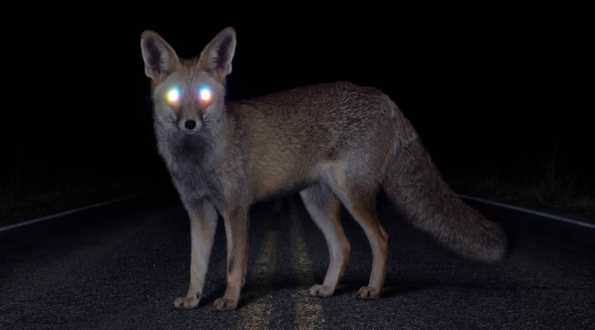 El Zoo del Pirineu alerta del risc d’atropellaments de fauna salvatge durant les nits d’estiu