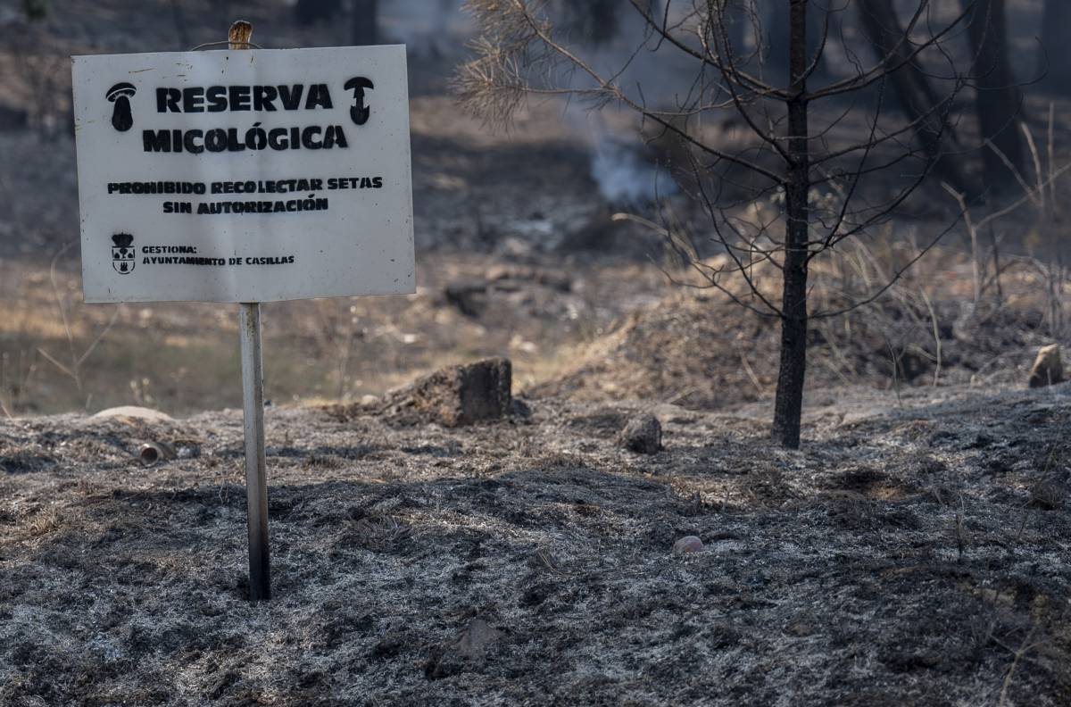 Els incendis a Castella ja han cremat quasi 80.000 hectàrees - Alberto Ortega / Europa Press