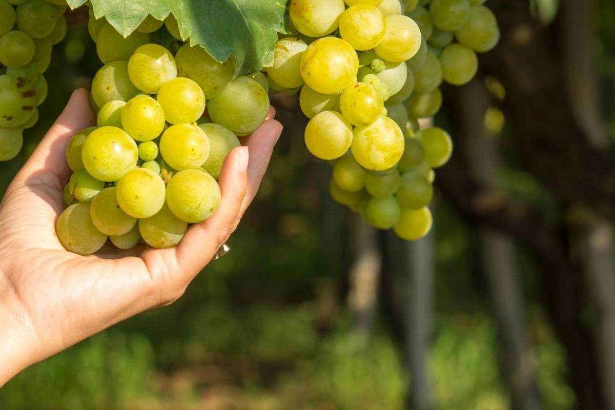 El sector del cava enceta una verema amb 20 activitats exclusives als cellers