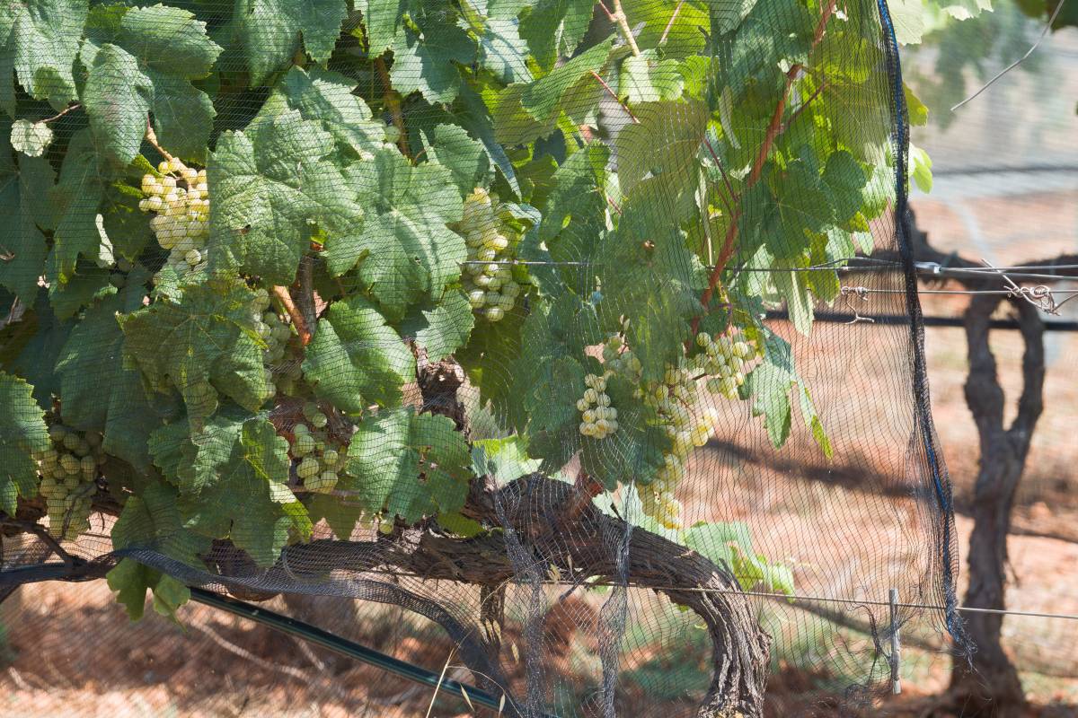 Els vins Arraona, el tresor del Parc Agrari: 