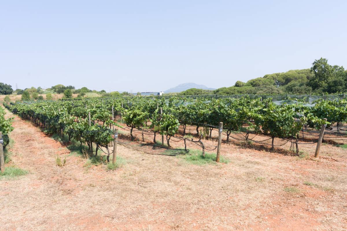 Vinyes a ple agost al Parc Agrari de Sabadell - DAVID CHAO Vinyes a ple agost al Parc Agrari de Sabadell