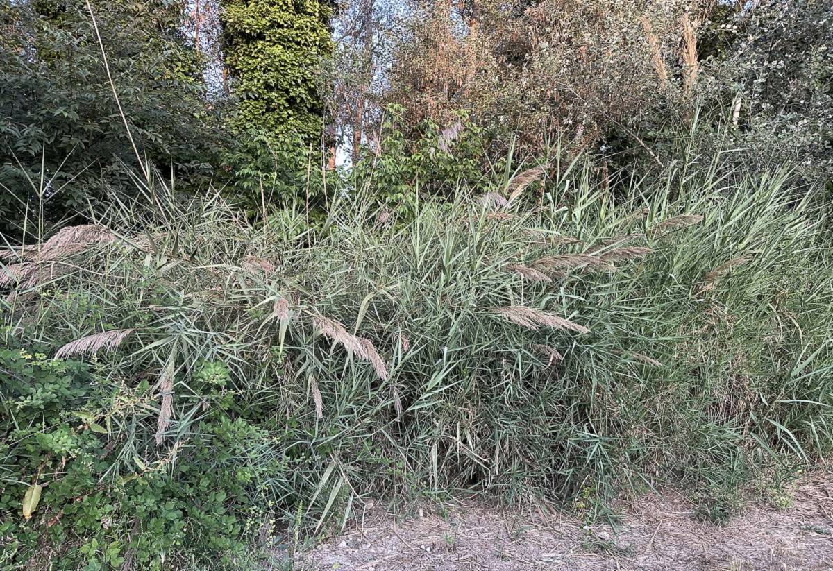 Prospeccions per identificar i recuperar la canya autòctona al riu Ebre