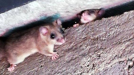 El Grup de Natura del Solsonès organitza una jornada per revisar caixes niu de liró gris