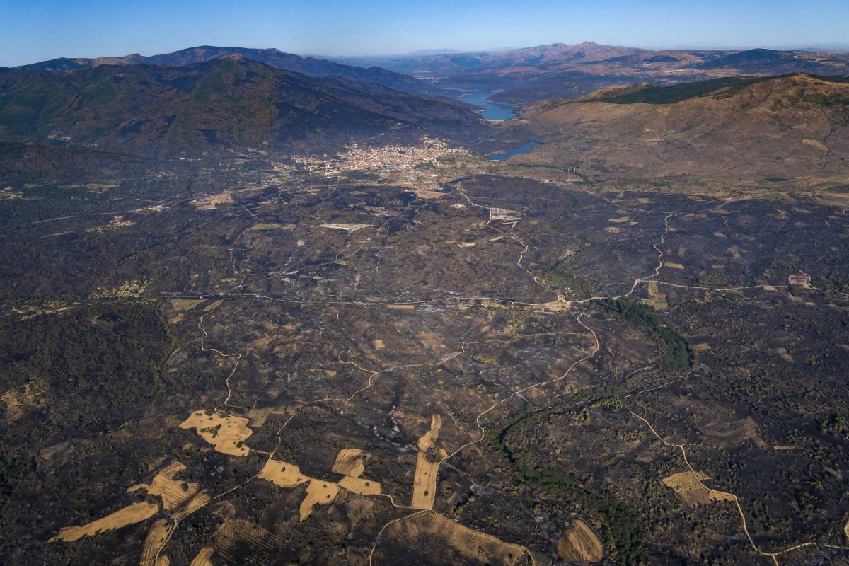 Els efectes de l'incendi de la serra oest de Madrid - Greenpeace Handout / Pedro Armestre