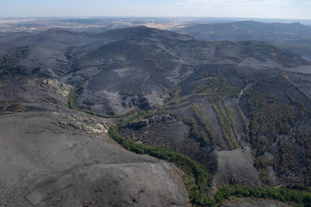Els incendis de Castella han cremat quasi 80.000 hectàrees - Greenpeace Handout / Pedro Armestre