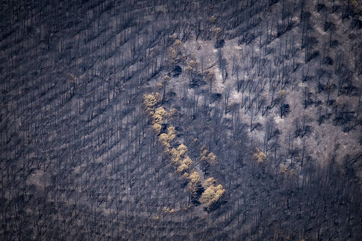 L'incendi de la Mierla, a Guadalajara - Greenpeace Handout / Pedro Armestre