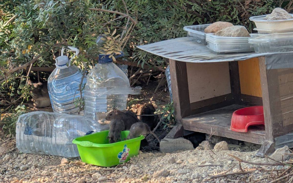 Veïns de la zona de Joan XXIII de Tarragona denuncien la presència d'una plaga de rates