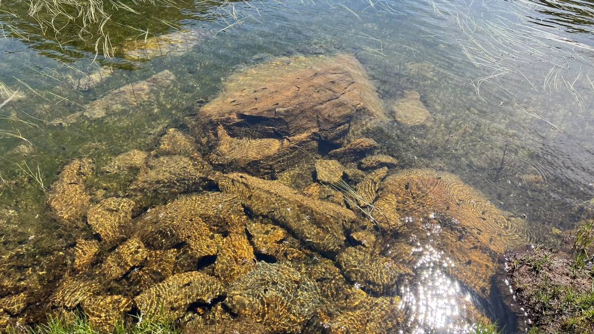 Els estanys han recuperat la transparència de l'aigua - Cedida a Nació