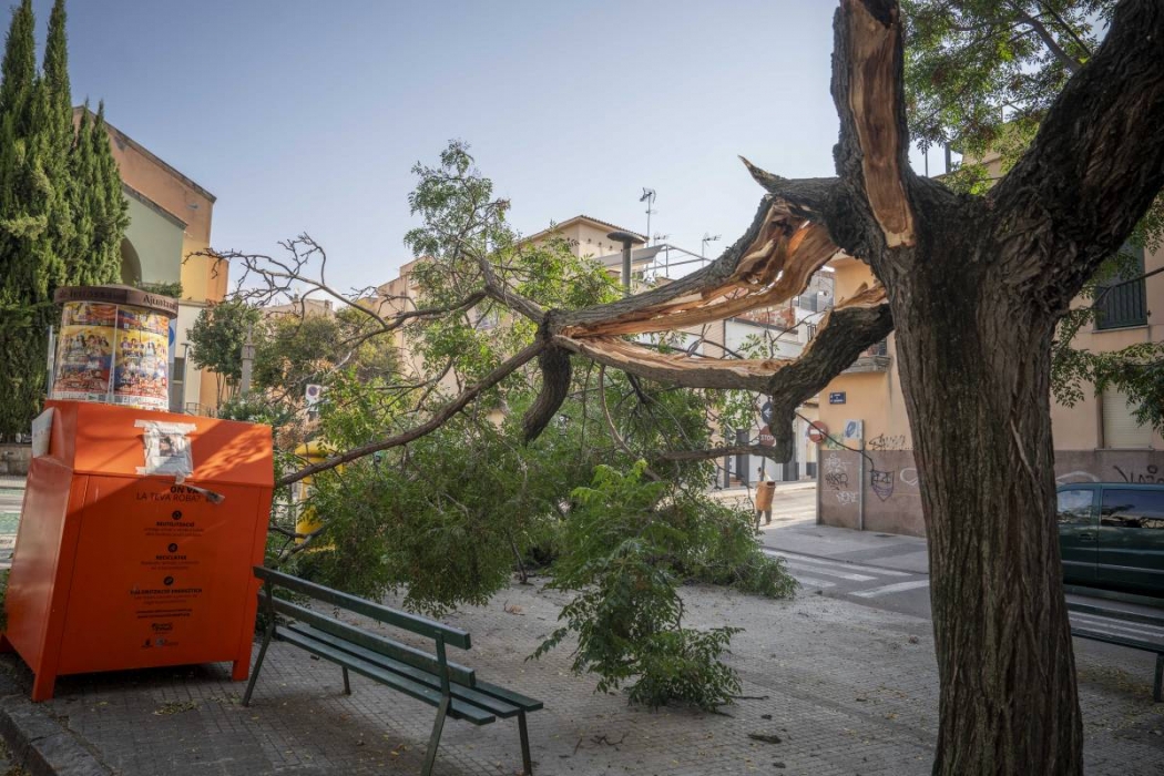 Cau una branca de grans dimensions en una plaça de Ca n'Aurell