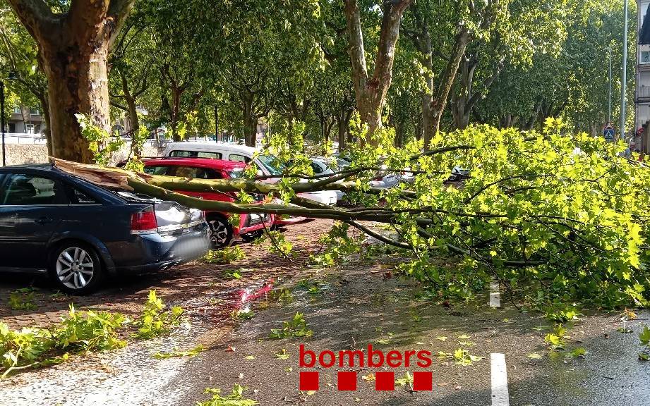 Caigudes d'arbres i alguna situació aparatosa: els desperfectes de les tempestes de dimarts a Osona