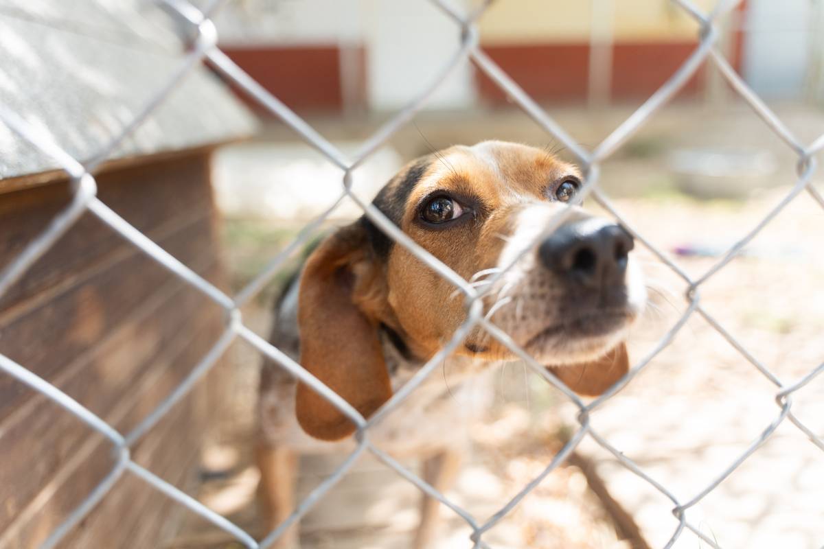 FOTOS | La protectora d'animals, a les portes d’un agost complicat