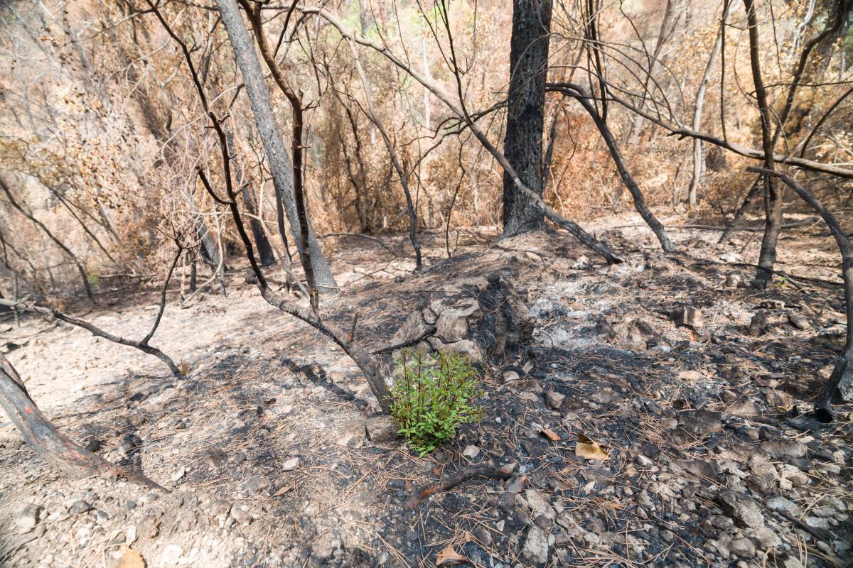 Un mes de l'incendi de Sentmenat: 