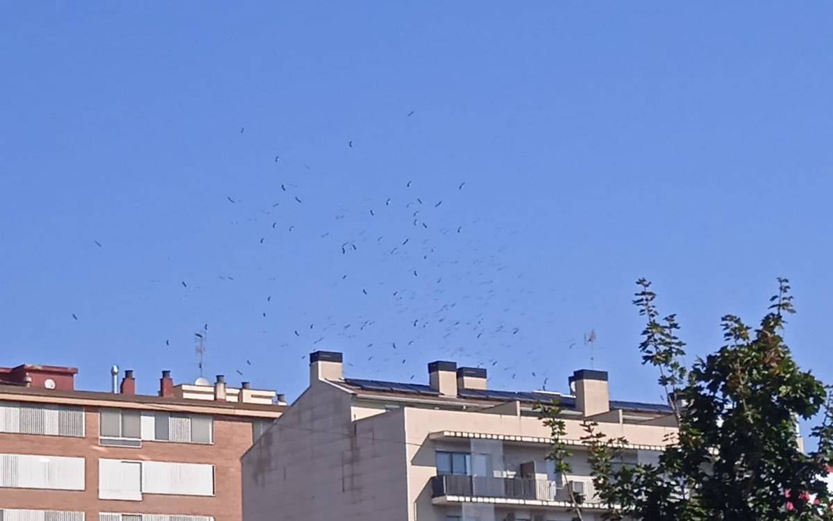 Un espectacular estol de cigonyes anuncia a Manresa l'inici de la migració cap a l'Àfrica