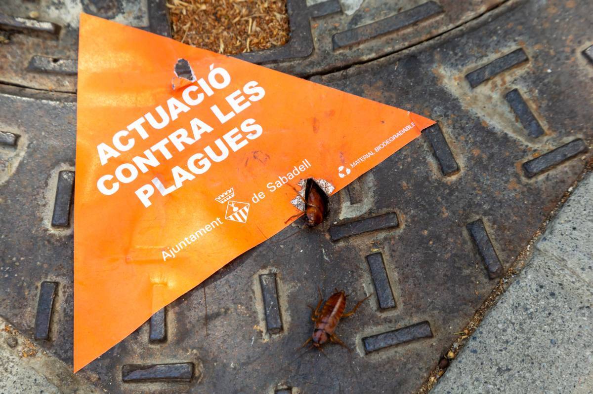 La resposta de l'Ajuntament a les plagues urbanes: 