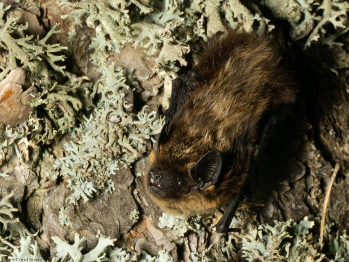 Sorprenent troballa a Catalunya d'un ratpenat dels Alps i Escandinàvia