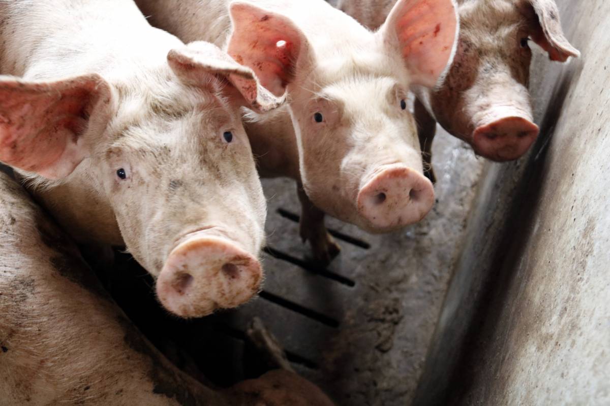 Sacrifiquen els porcs i les aus d’una granja irregular a Lleida en plena alerta per la pesta porcina