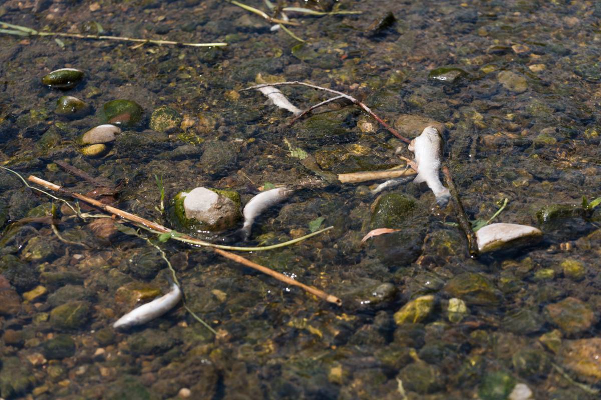 Adverteixen peixos morts i aigües contaminades en un tram del riu Ripoll
