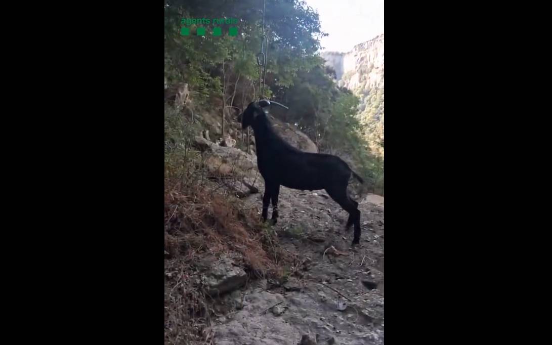 Els Agents Rurals rescaten una cabra atrapada entre unes roques a Rupit