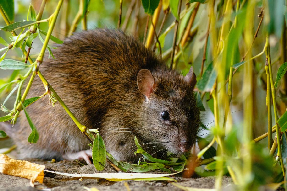 El paràsit que afecta el cervell humà i es transmet a través dels aliments ja és a València