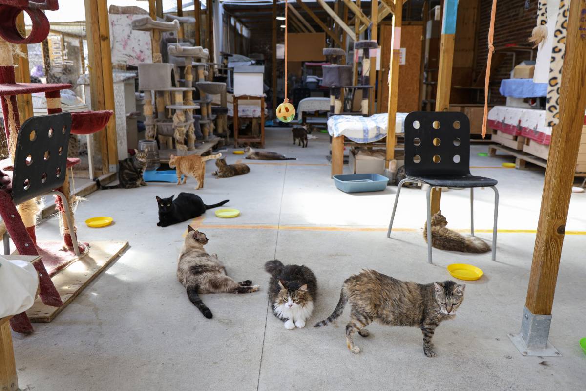 FOTOS | Vetllar pels 200 felins del Solar dels Gats a ple estiu: 