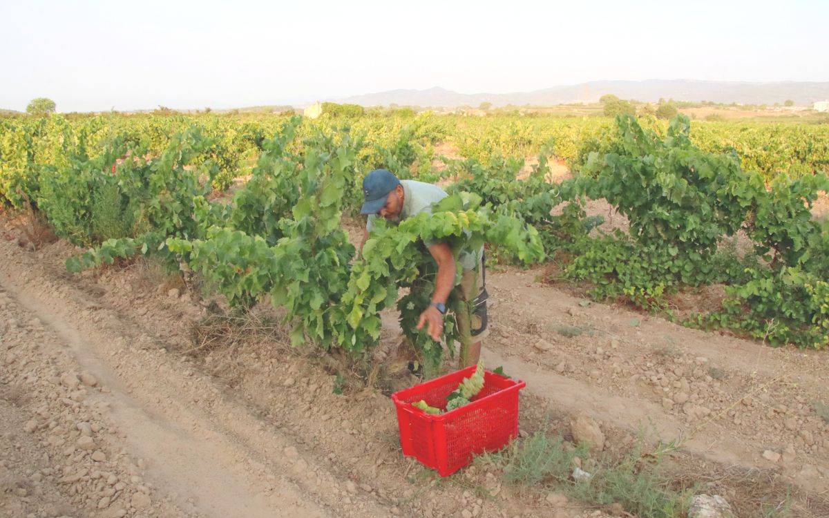 Les calorades i la falta de pluges a l'estiu avancen la verema de la DO Tarragona