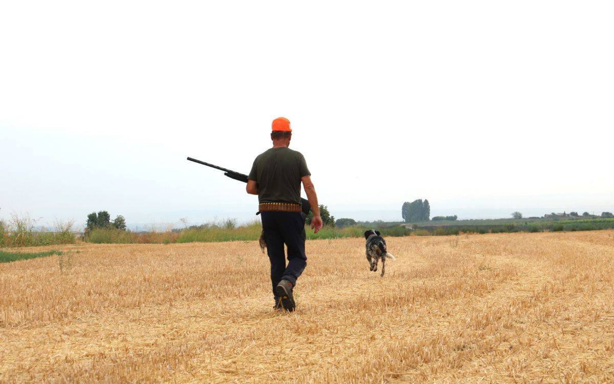 Tret de sortida a la mitja veda de caça a Ponent amb menys exemplars de guatlla al Segrià