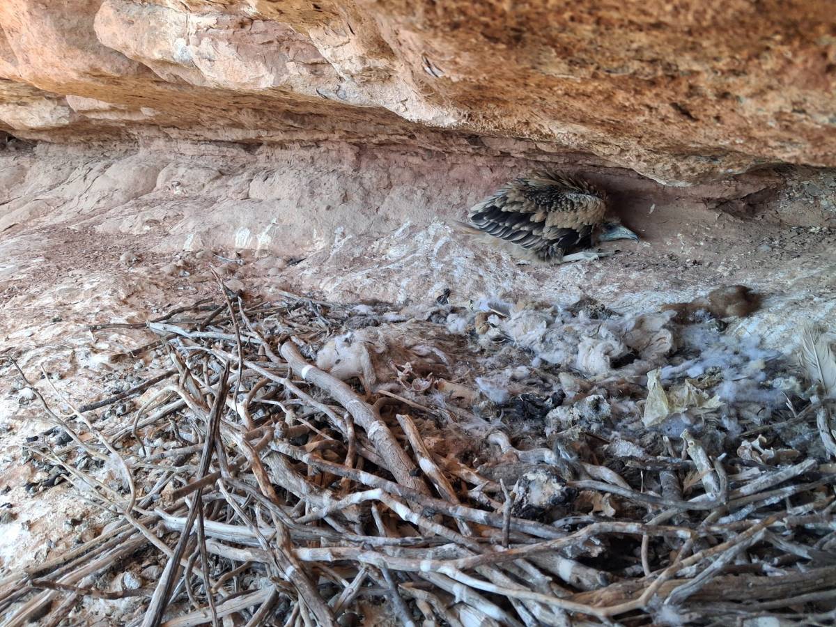 Un pollet d`aufrany en el seu niu. - Agents Rurals Un pollet d`aufrany en el seu niu.