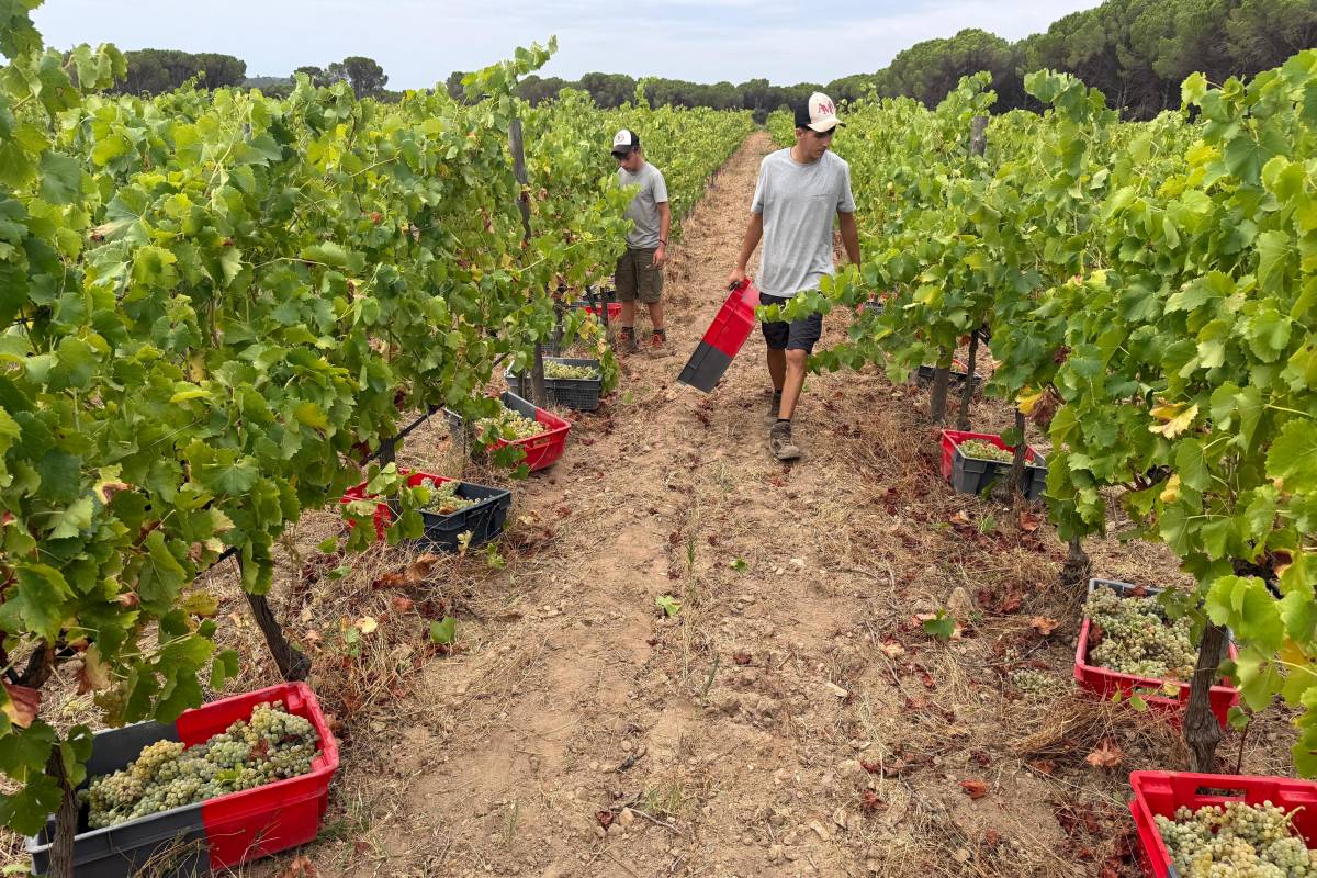 La producció vitivinícola revifa gràcies a les pluges d'hivern: «Aquest any som optimistes»