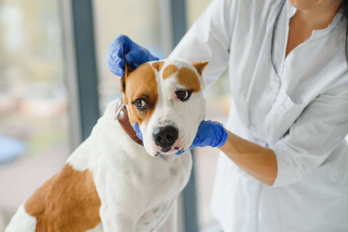 El problema que afecta cada cop més gossos: «És una consulta molt habitual al veterinari»