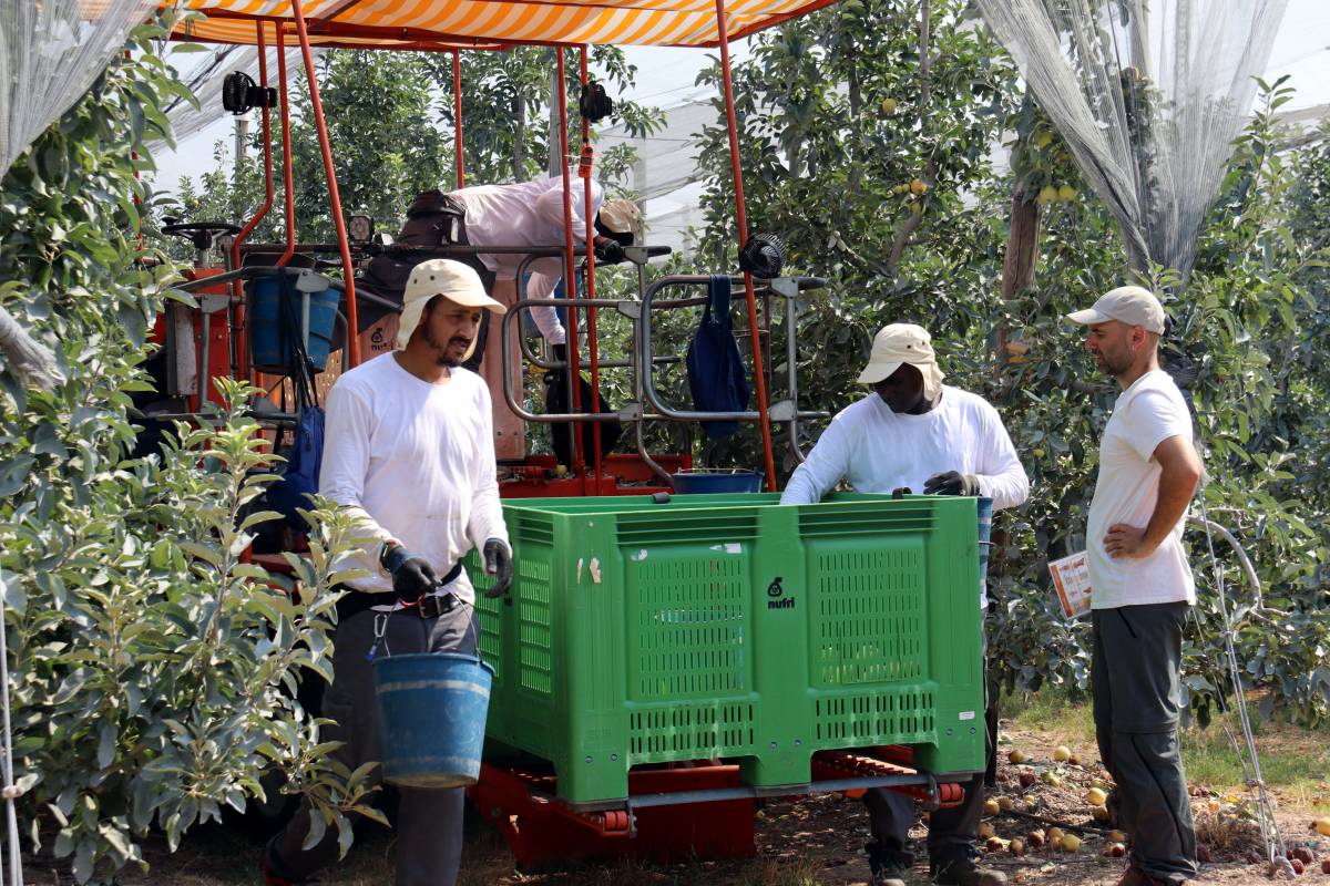 Finques de fruita de Ponent proven noves mesures per protegir els temporers de la calor
