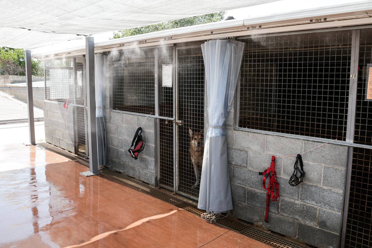 Hi ha nebulitzadors d'aigua a l'exterior de les gàbies per refredar l'ambient - Lluís Clotet