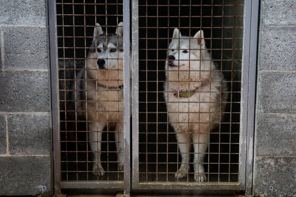 Els animals del CAAD de Terrassa t’esperen per ser acollits