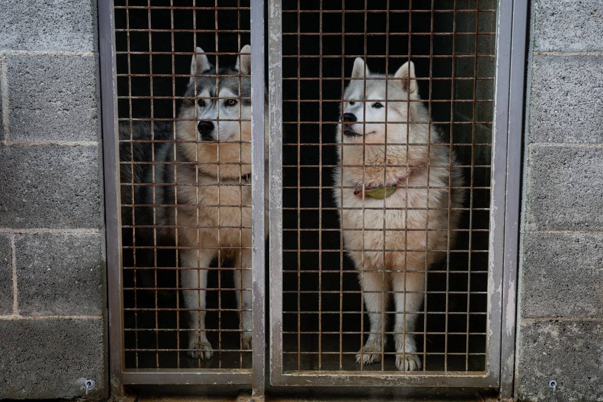 Els animals del CAAD de Terrassa t’esperen per ser acollits