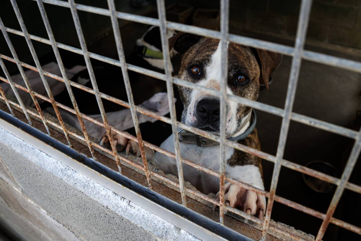 Si s`adopta un animal i després es retorna, aquest ho pot passar malament per tornar-se a adaptar - Lluís Clotet Si s`adopta un animal i després es retorna, aquest ho pot passar malament per tornar-se a adaptar