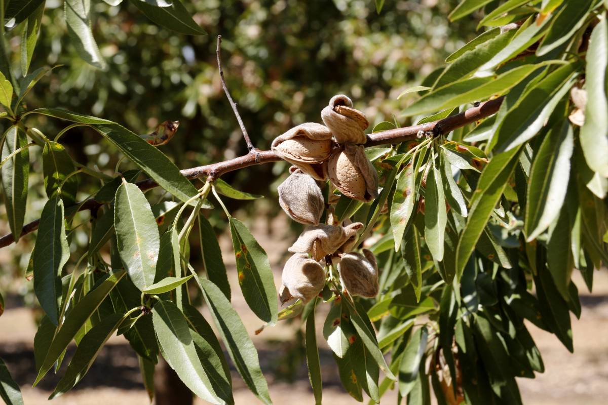 La calor avança la collita d’ametlla a Catalunya, però el sector preveu una campanya similar a la de l’any passat