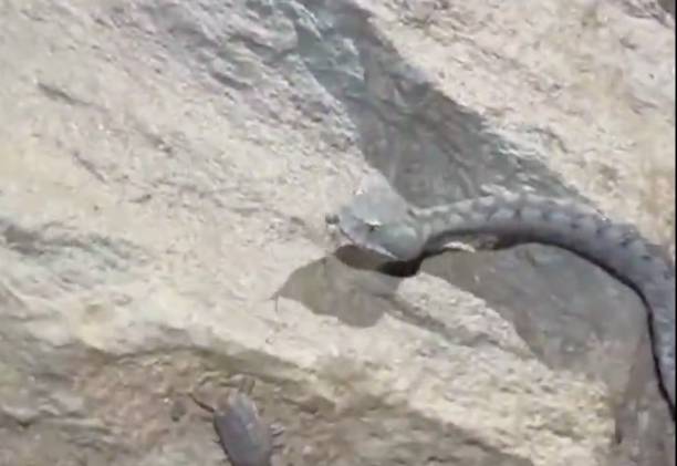 Rescaten un escurçó ibèric atrapat al Parc Natural de Sant Llorenç